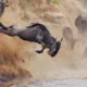 Africa Safaris, Kenya Safaris & Tours