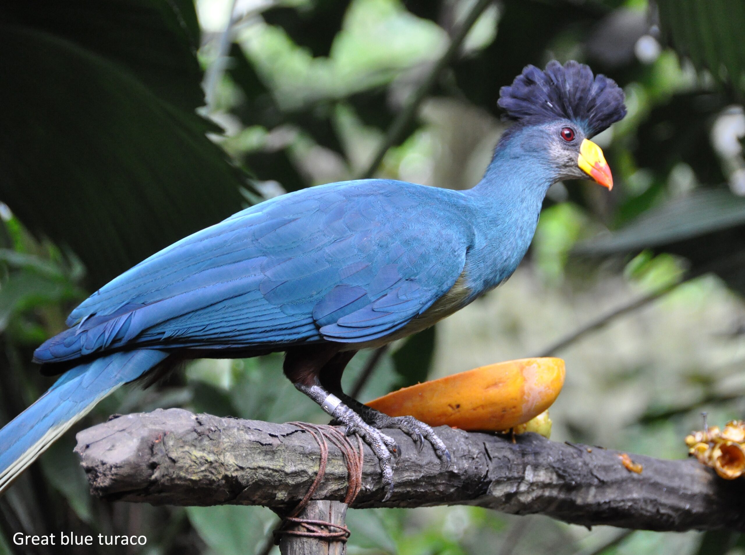 Kakamega Forest Reserve in Kenya