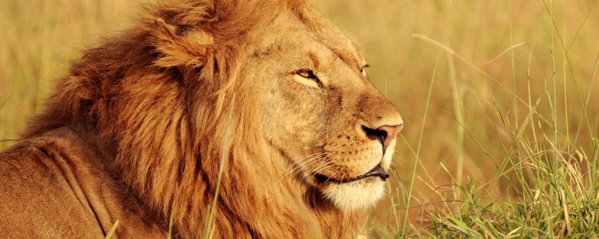 Lions in Africa