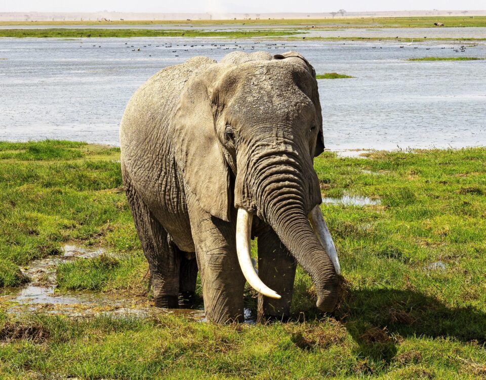 Kenya Wildlife