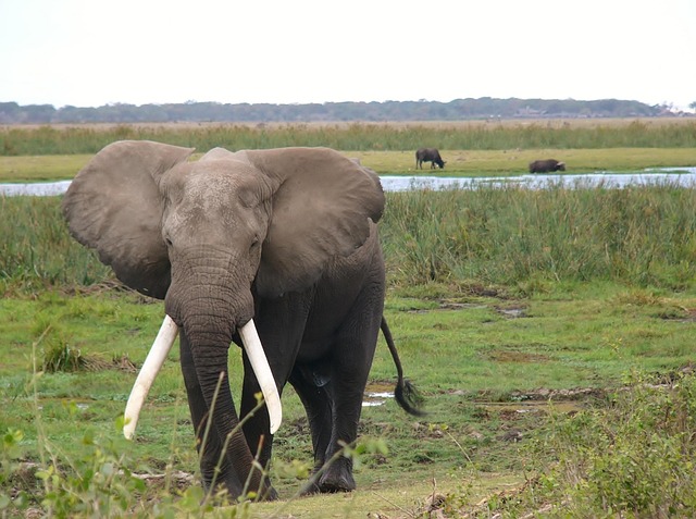 Wildlife Safaris in Kenya