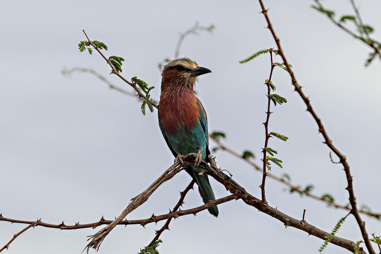 Shaba National reserve in Kenya