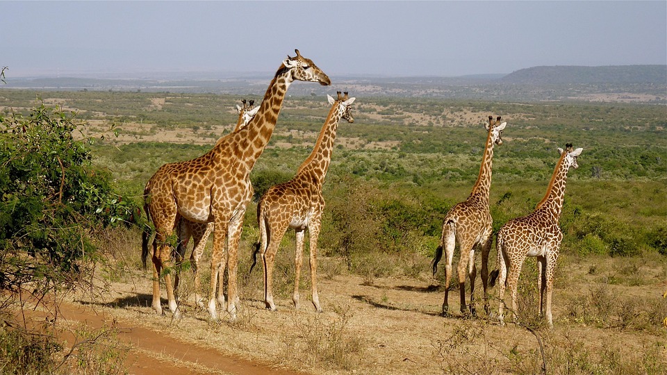 Shaba National reserve in Kenya