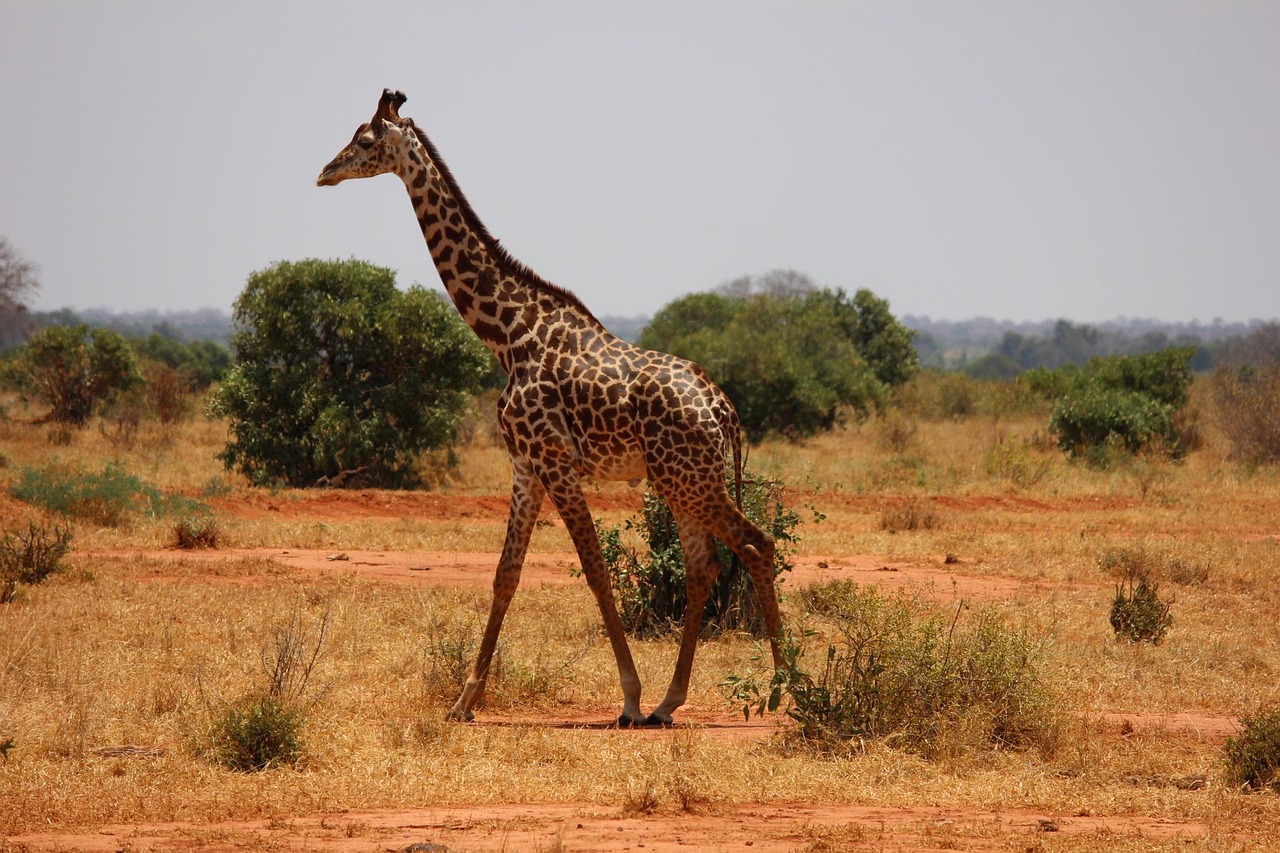 Shaba National Reserve Kenya