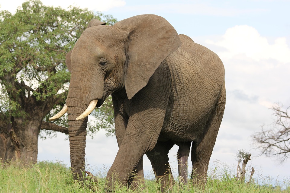 Uganda Kenya Tanzania Safaris