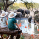 Kenya Safari Tours Big Five wildlife experience