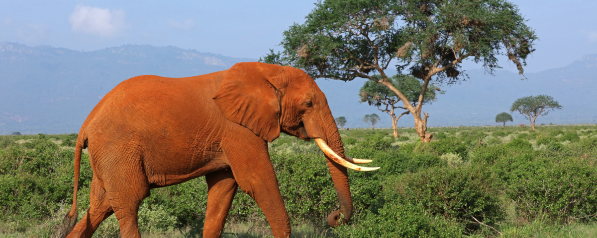 Great Migration African Safari in Kenya