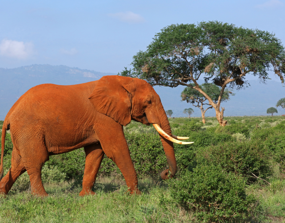 Great Migration African Safari in Kenya