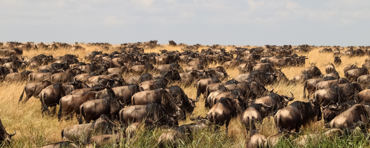 Wildebeest Great Migration crossing the Mara River during Kenya safari tour