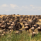 Wildebeest Great Migration crossing the Mara River during Kenya safari tour