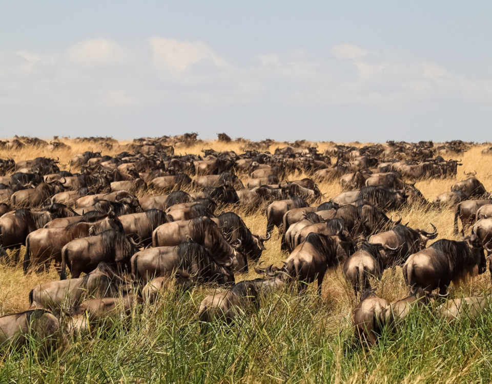 Wildebeest Great Migration crossing the Mara River during Kenya safari tour