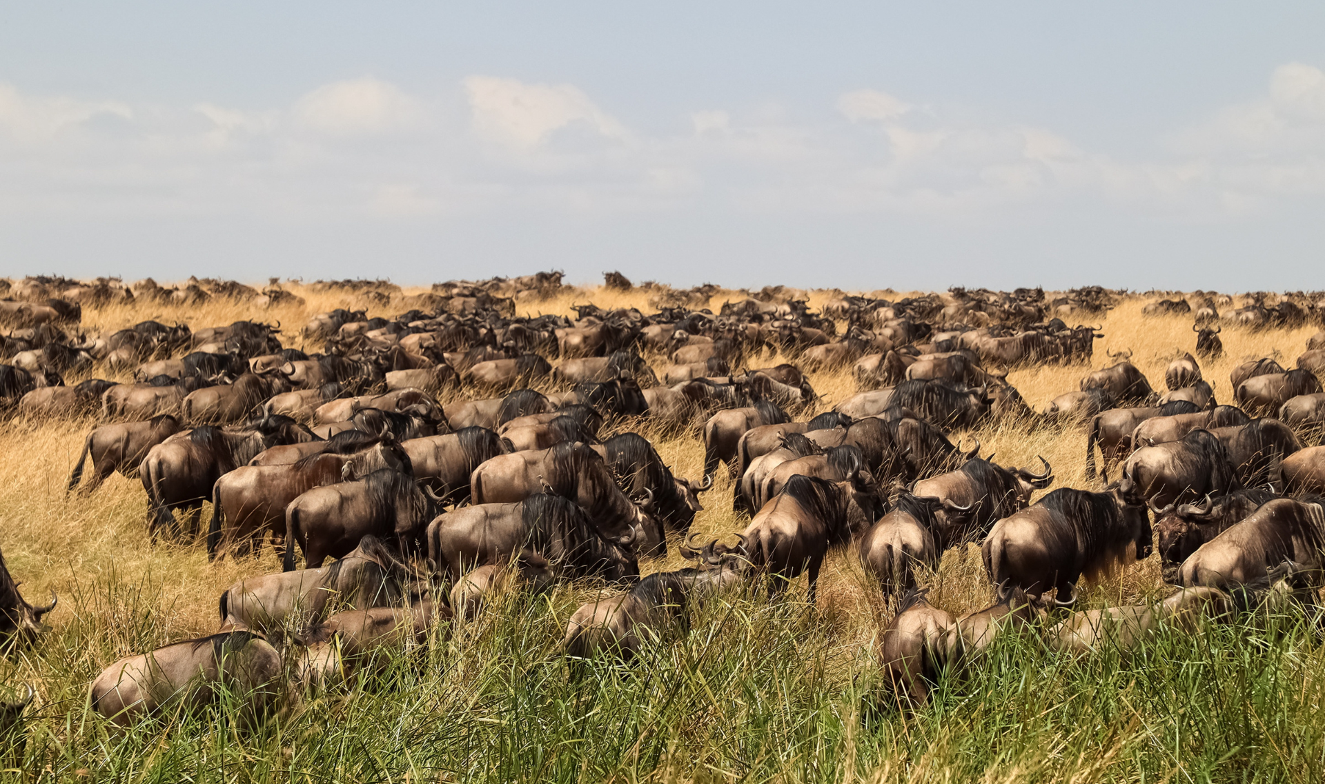 Great Migration Safaris In Kenya
