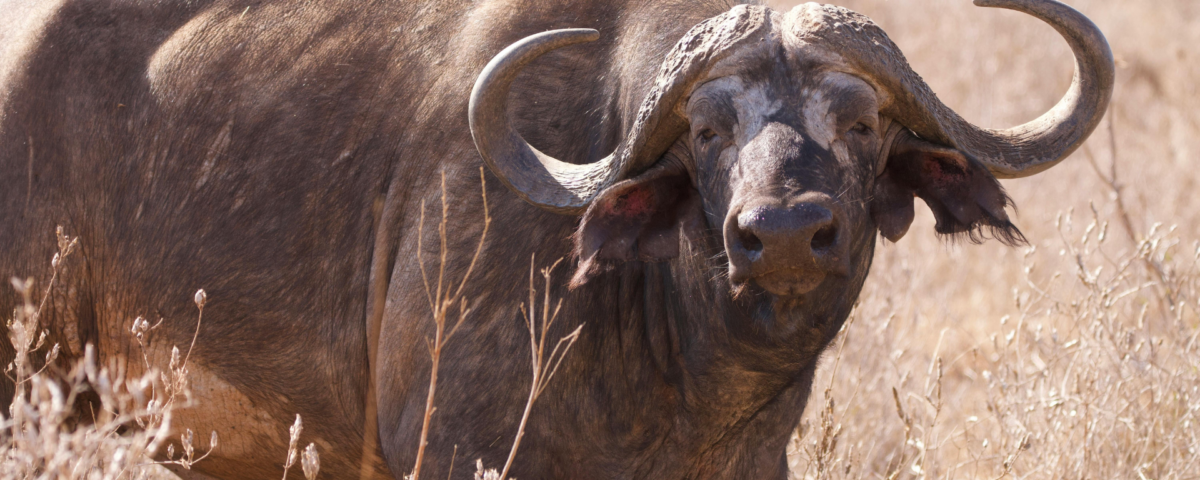 Kenya Safari Tours Big Five wildlife experience