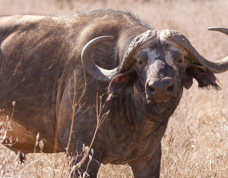 Kenya Safari Tours Big Five wildlife experience