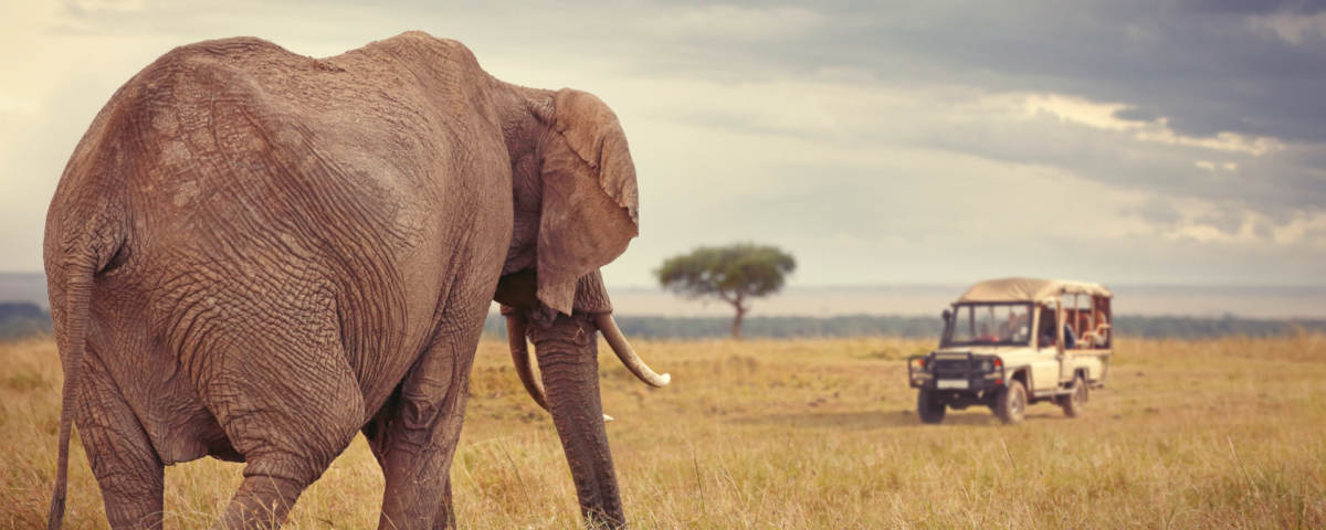 Safari jeep during Kenya wildlife tour