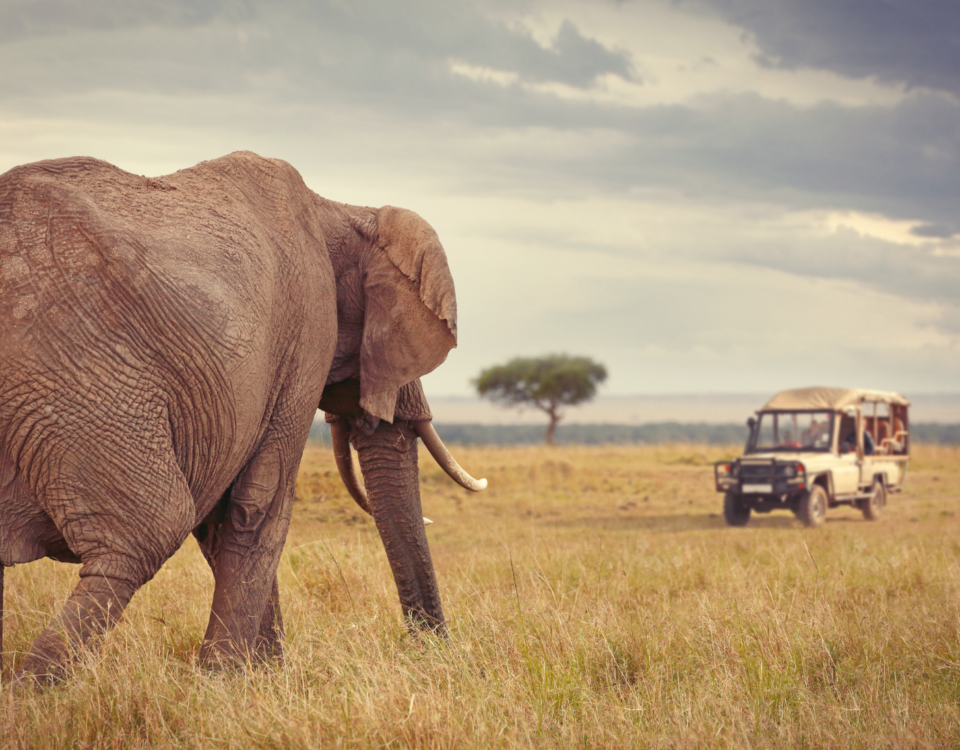 Safari jeep during Kenya wildlife tour