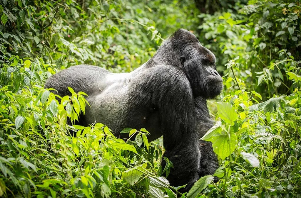 Africa Gorilla Trekking