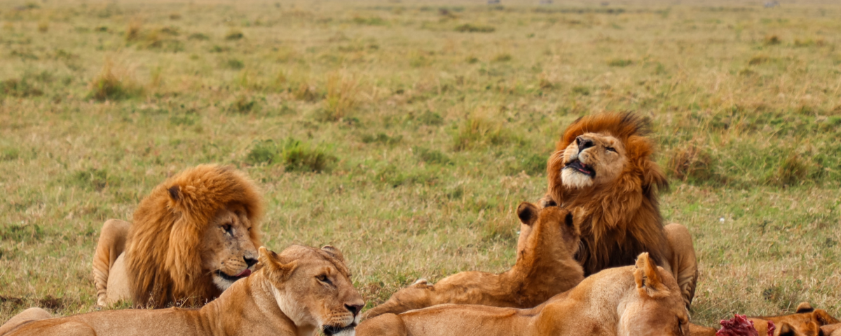 Masai Mara Kenya Safari Big Five game drive