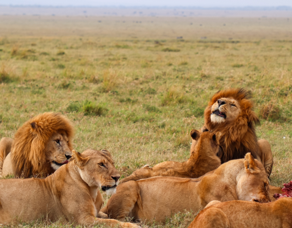 Masai Mara Kenya Safari Big Five game drive