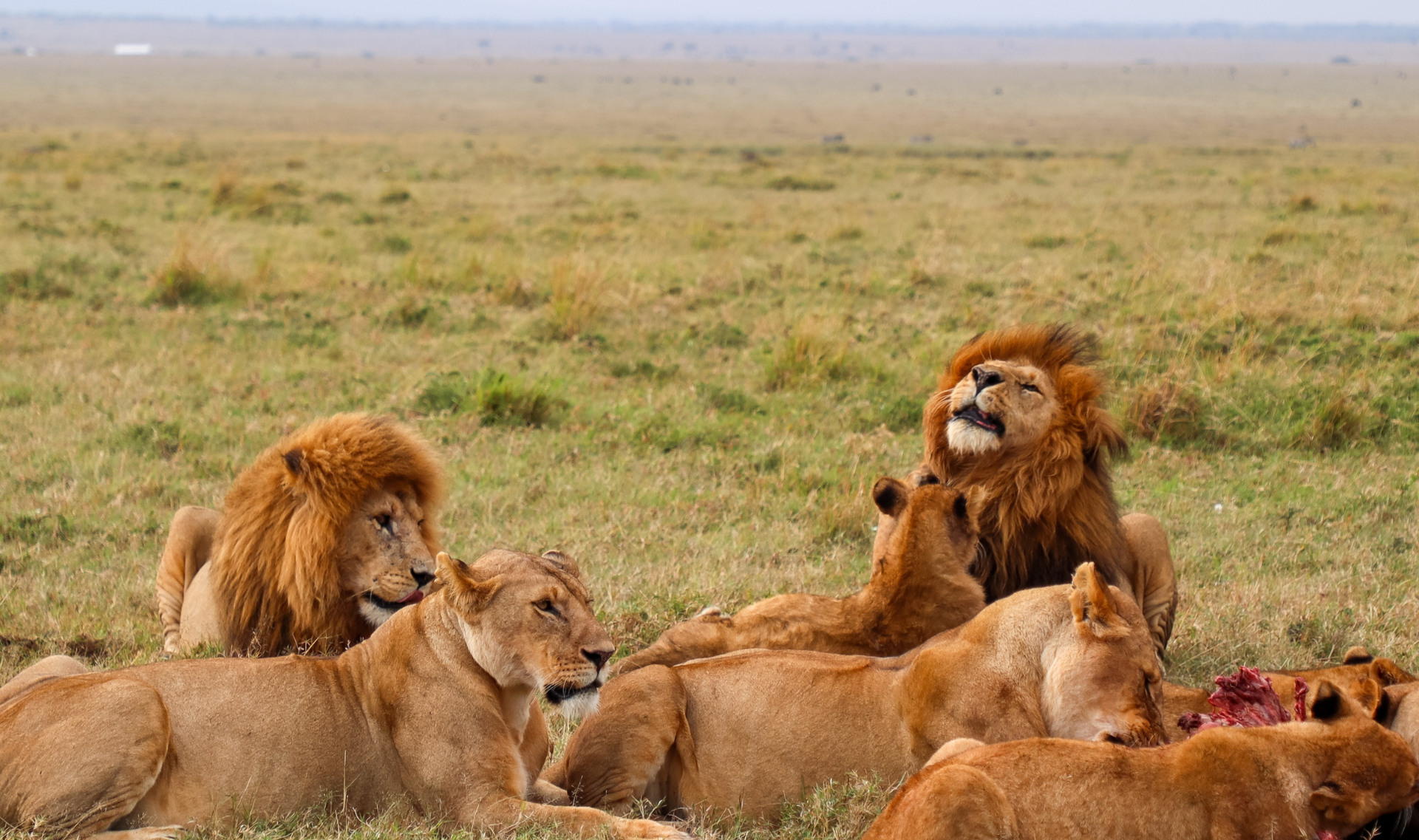 East AFrica Safaris & Tours