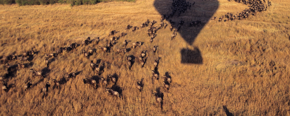 Best Masai Mara Safari Kenya Packages 2026