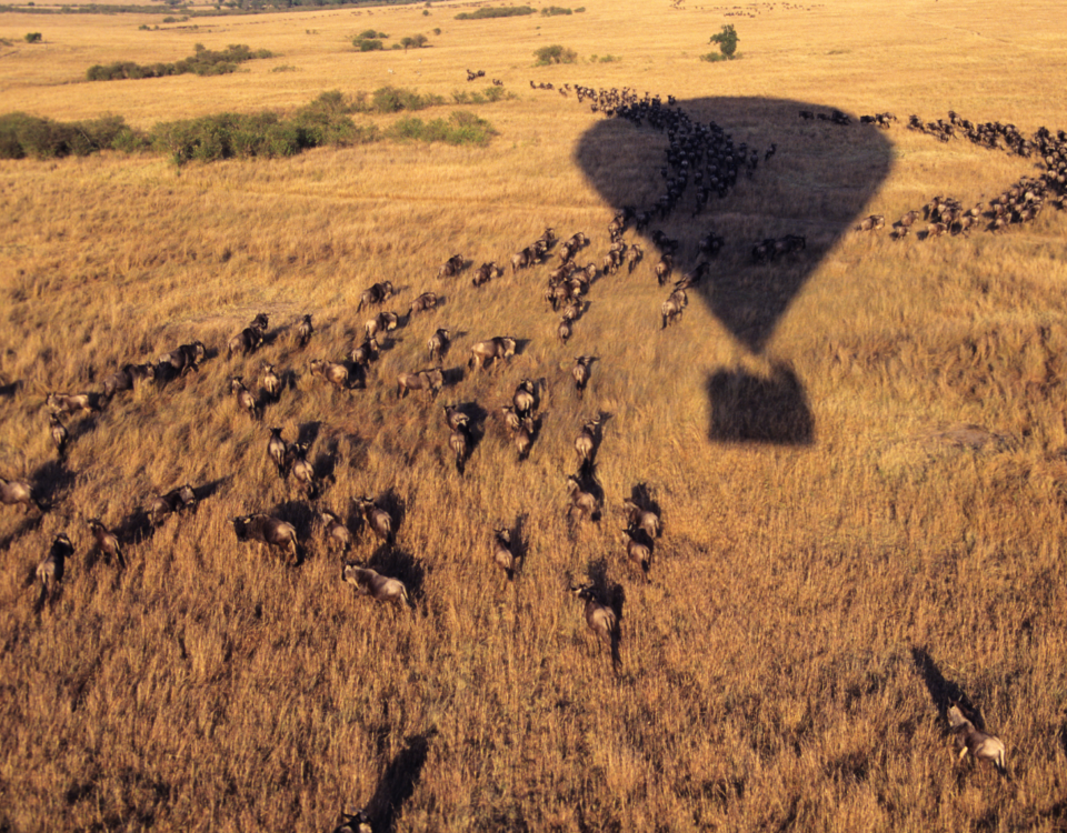 Best Masai Mara Safari Kenya Packages 2026