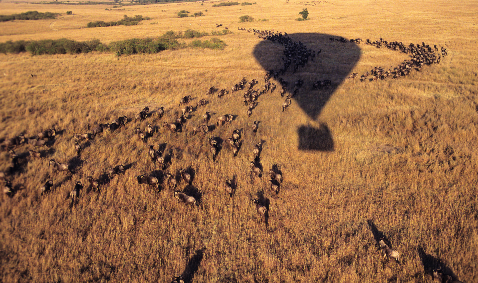 Luxury Safaris & Tours in Kenya