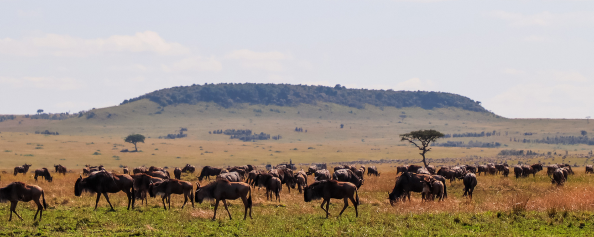 Lions during Masai Mara Safari Kenya