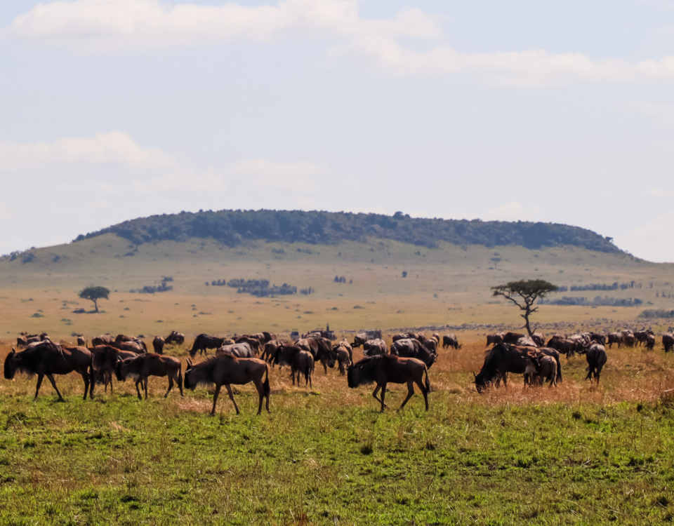 Lions during Masai Mara Safari Kenya