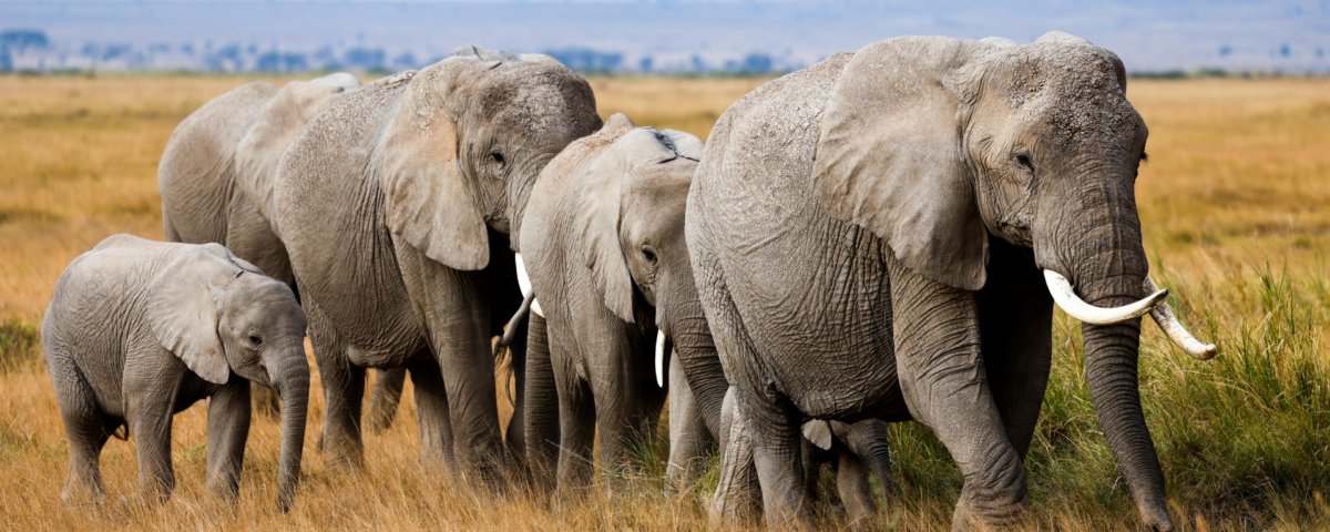 Complete Kenya Safari Travel Guide for First-Time Visitors