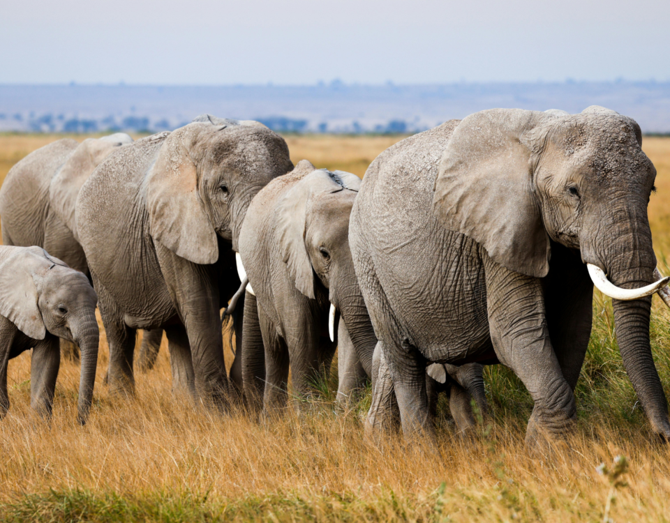 Complete Kenya Safari Travel Guide for First-Time Visitors