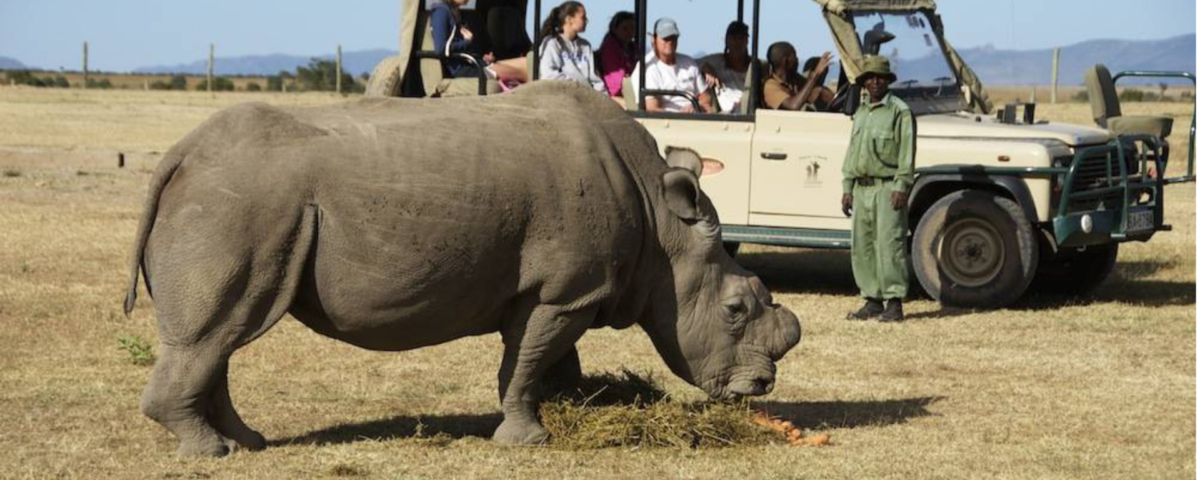Discover Tanzania Safaris & Tours with Serengeti wildlife, Ngorongoro Crater adventures, Great Migration, and luxury safari lodge experiences.