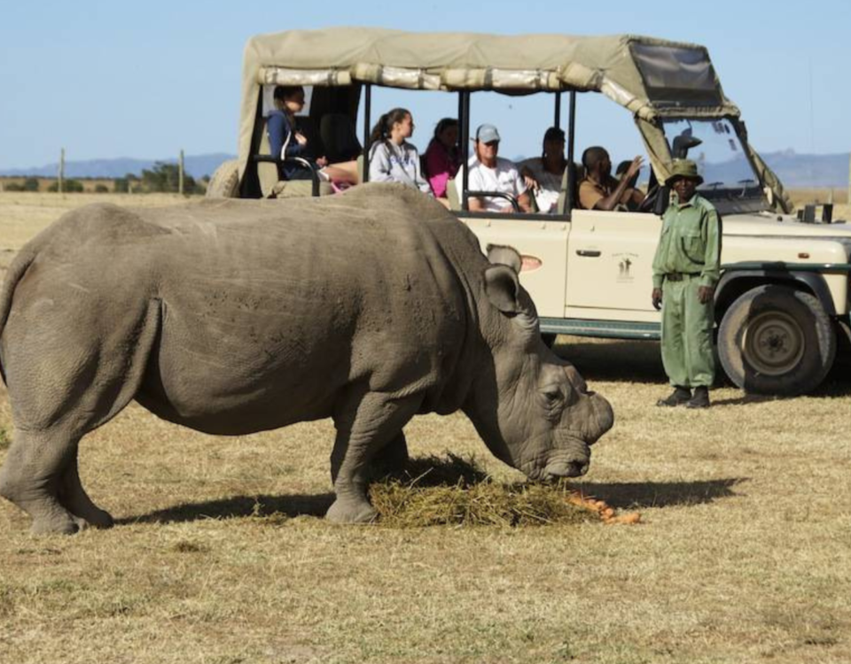 Discover Tanzania Safaris & Tours with Serengeti wildlife, Ngorongoro Crater adventures, Great Migration, and luxury safari lodge experiences.
