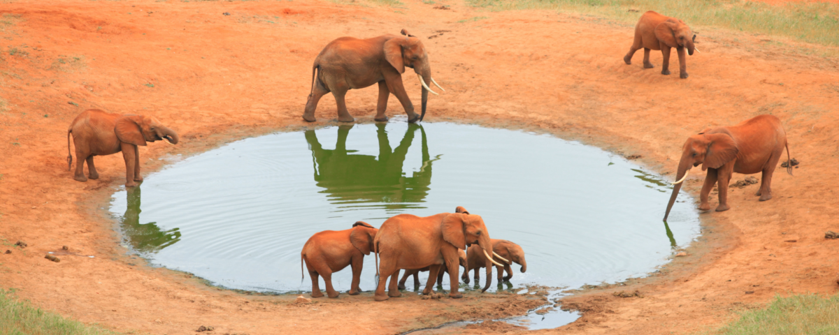 Safaris in Kenya Africa | Big Five & Migration