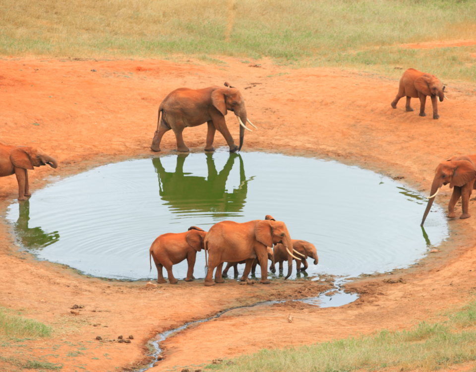 Safaris in Kenya Africa | Big Five & Migration