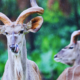 Kenya Safaris