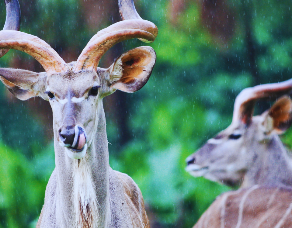 Kenya Safaris