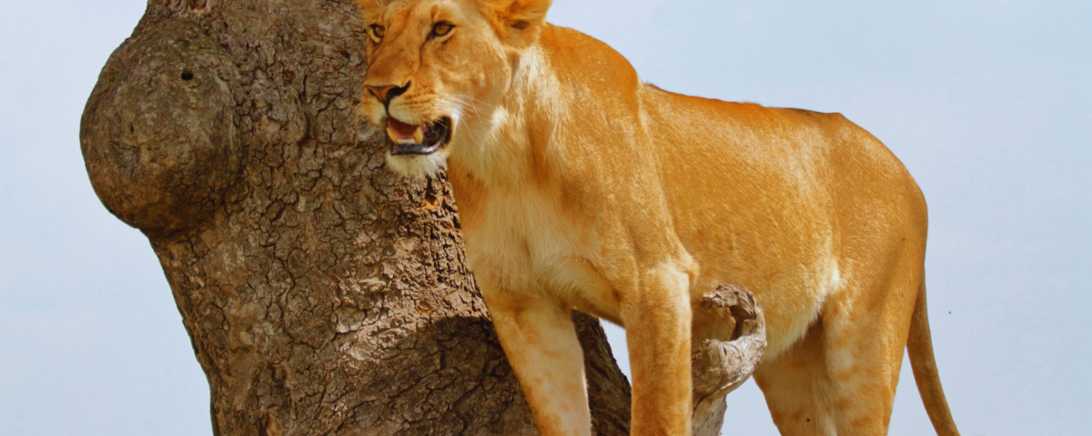 Kenya Safari Tours