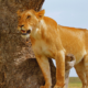 Kenya Safari Tours