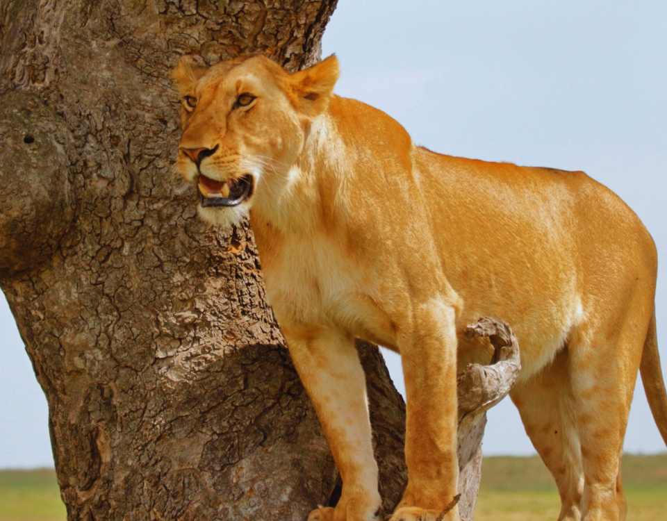 Kenya Safari Tours