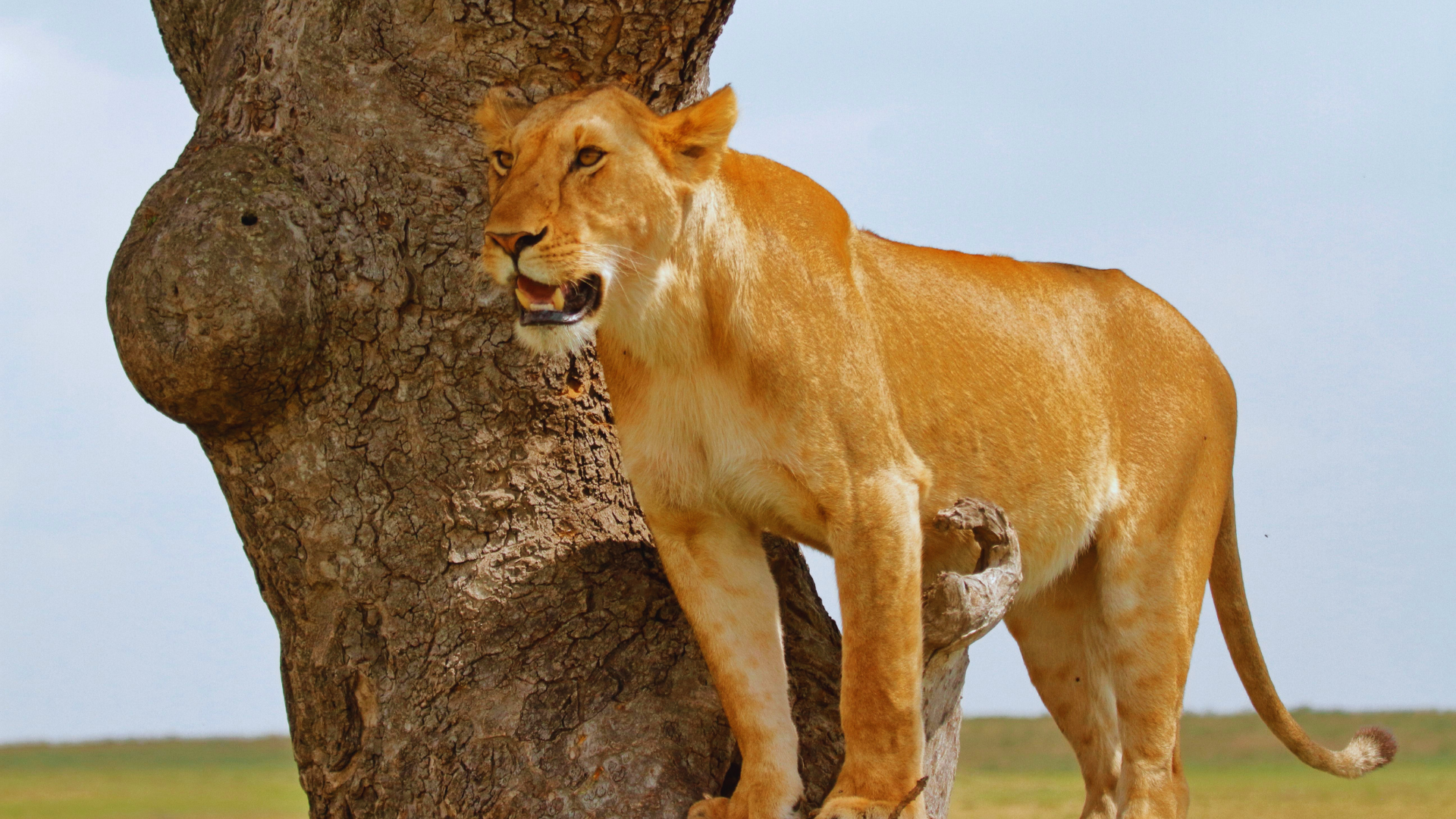WIldlife Species in Kenya