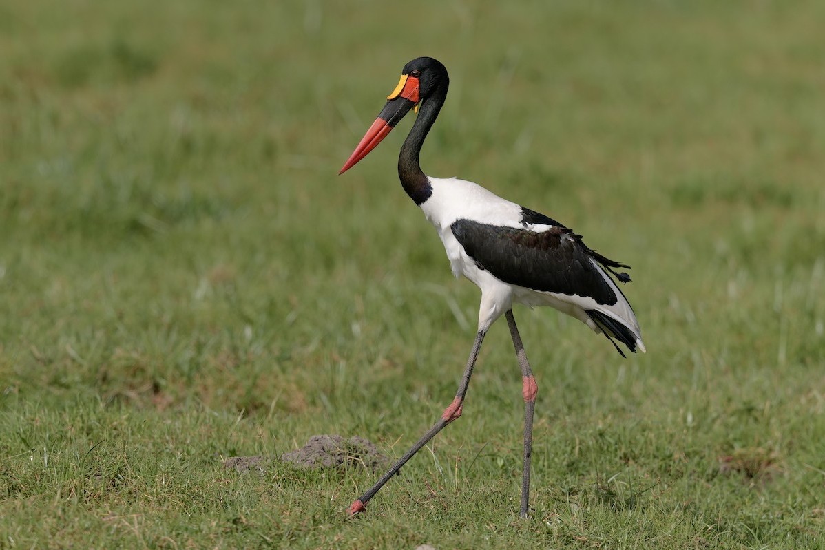 Kenya Bird species