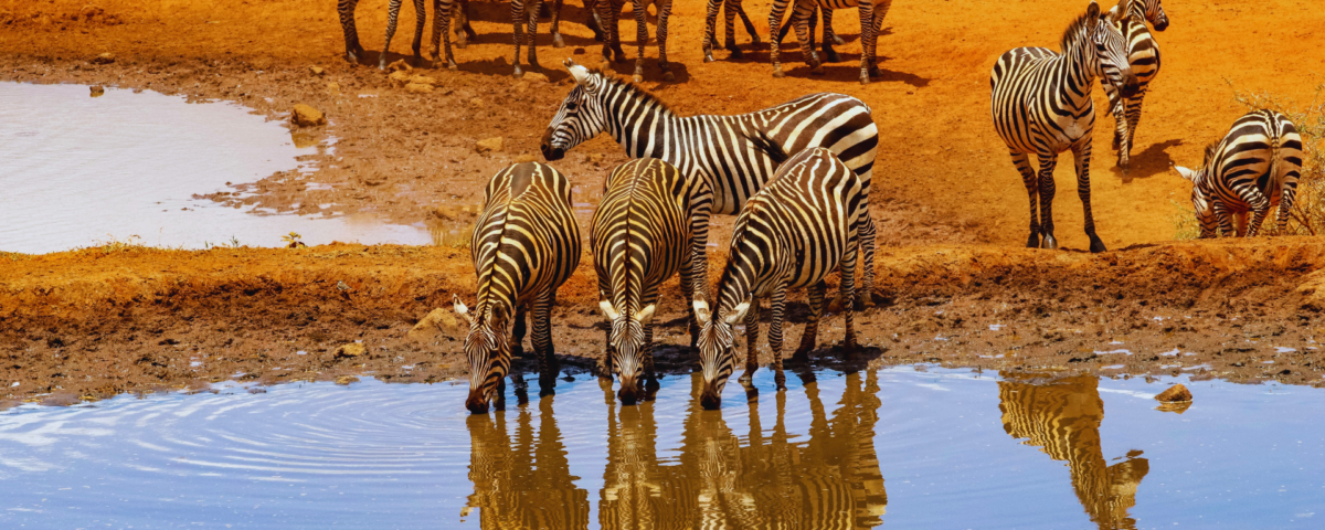 Kenya Safari Packages