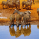Kenya Safari Packages