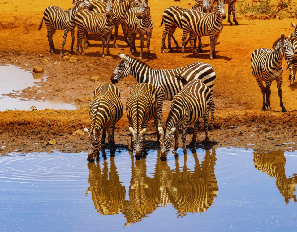 Kenya Safari Packages