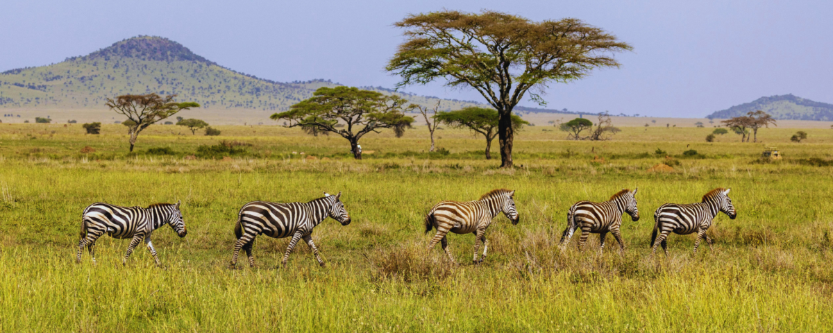 Tanzania Safari Tours