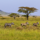 Tanzania Safari Tours