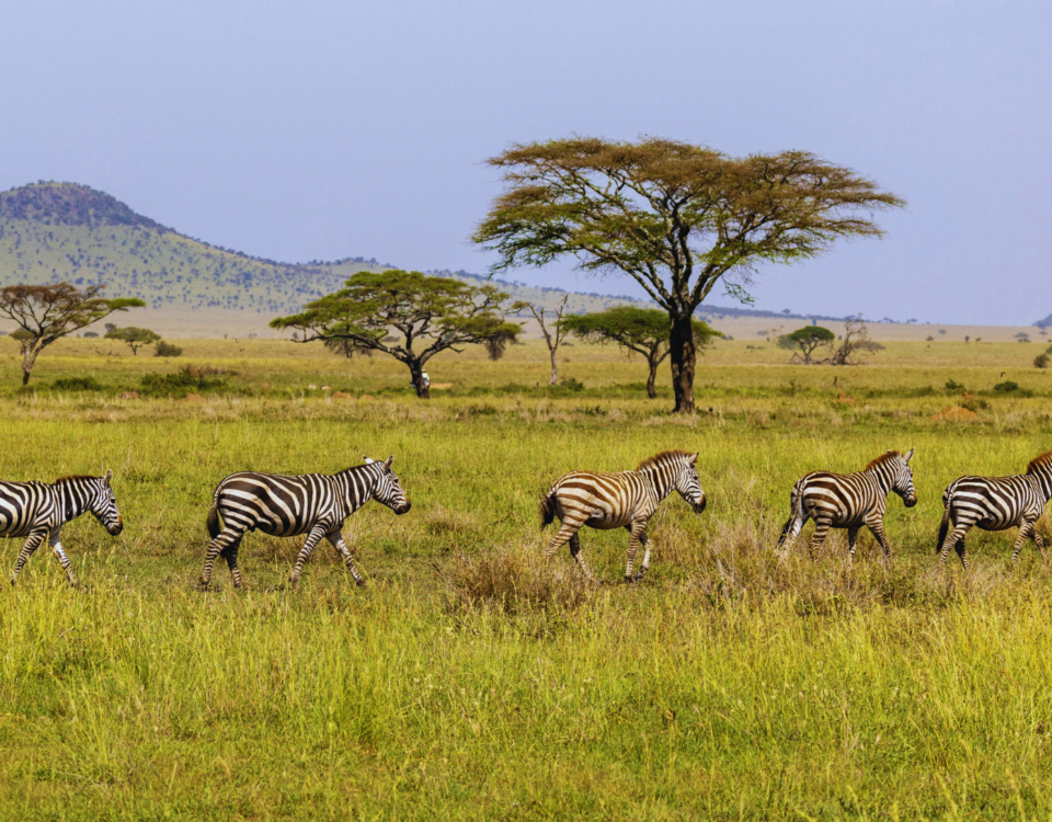 Tanzania Safari Tours
