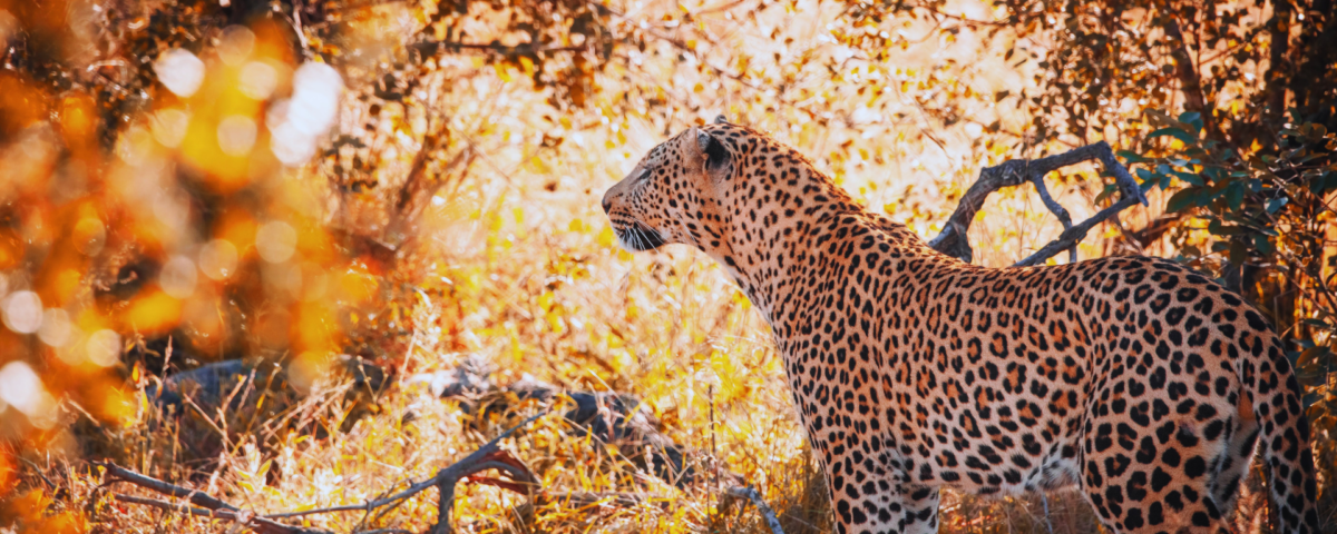 Tanzania Safaris & Tours