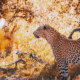Tanzania Safaris & Tours